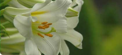 (image: Madonna lily)