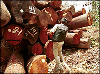 Devastação de Floresta. Cortesia: Greenpeace