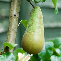 Pear