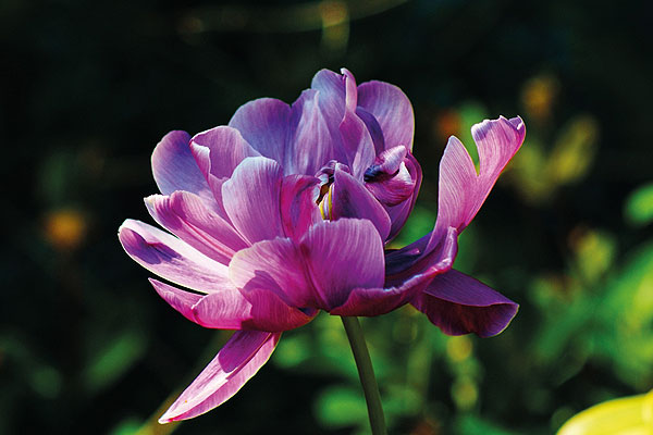 Purple Hue by Ryan Dickson