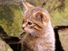 Scottish wildcat kitten