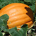 Pumpkin