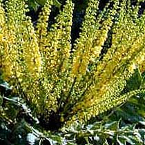 Mahonia