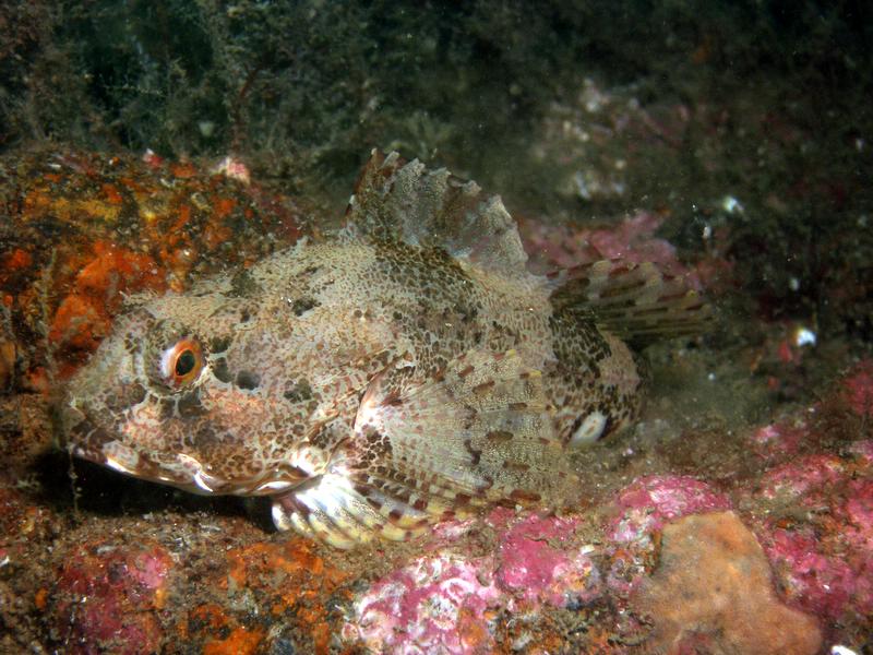 Scorpion Fish
