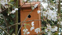nestbox in a tree
