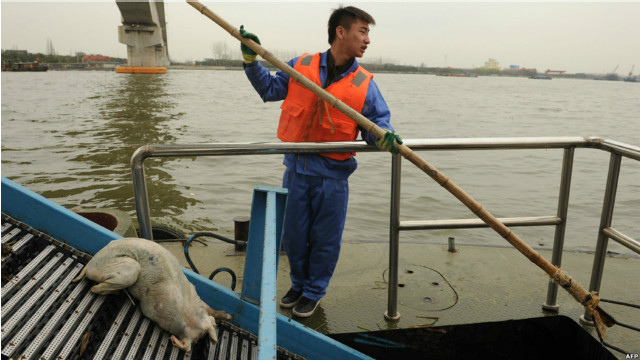 海黃浦打撈死豬屍體