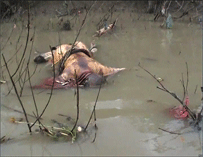 A Buddhist monk's body was seen lying in a lake