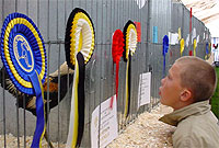 Tu mewn i babell y dofednod yn Sioe Llanrwst