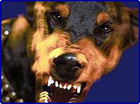 Pes (ilustrační foto)