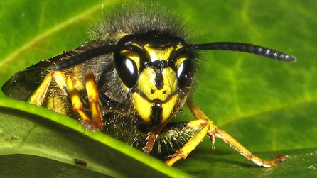 wasp_ian_francis_626.jpg