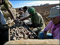 Küba'da çiftçiler