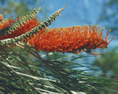 Grevillea