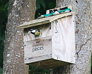 Great Tit leaves BBC nestbox