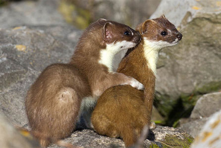 Stoat cuddle by Adrian Foster.
