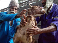 بھارتی بکرے