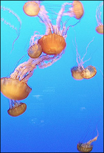 jellyfish_203_300.jpg
