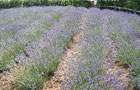 Lavender Fields