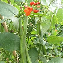 Runner bean