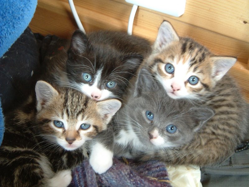Pile of kittens
