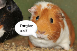 even guinea pigs have regrets