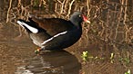 Moorhen. Photo: Mike