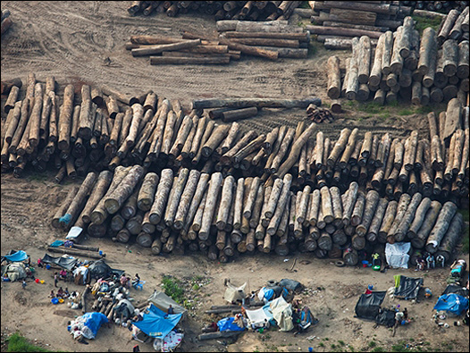 Troncos de árboles cortados en Kinshasa. Foto: Daniel Beltrá