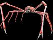 Caranguejo-aranha gigante (Copyright: Creative Commons)