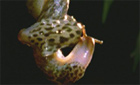 leopard slug