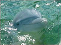 Dolphin