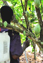 Cocoa pods being sprayed on the trees in Ivory Coast