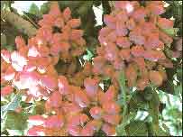 درخت پسته ايران در رفسنجان