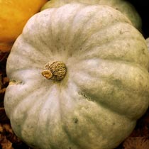 Pumpkin 'Crown Prince'