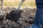 Digging in manure
