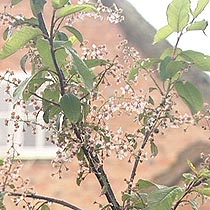 Prunus padus 'Colorata'