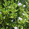 Ceanothus impressus 'Victoria'