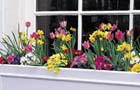Window box