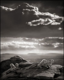 Foto: Nick Brandt. Cortesia A. Galerie