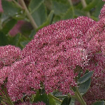 Sedum spectabile 'Septemberglut'