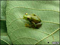Novo sapo encontrado na região. Foto: Andrew Plumptre, WCS
