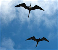 کډه کوونکي مارغان