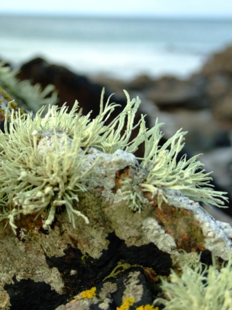 Lichens on the beach rocks