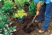 How to plant - dig a hole
