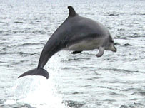 Bottlenose Dolphin
