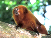 Mico-leão dourado (Foto: Haroldo Castro/ CI)