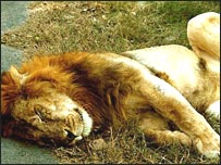 बब्बर शेर