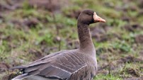 Greenland White-fronted Goose by Paul Marshall