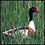 Shelduck c/o RSPB