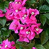 Bougainvillea glabra