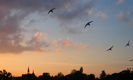 Swifts in flight, Copyright Northern Ireland Enviironment Agency