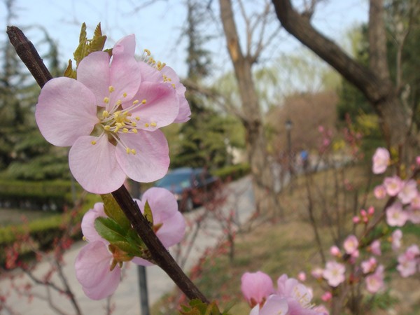 Peach blossoms on my university campus. Very commonly seen and widely loved in China.